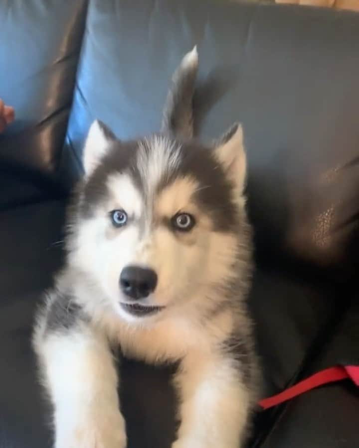 husky and malamuteのインスタグラム：「a..wang wang  want...😂 The new year 2020 is coming... follow @alaskandaily （Twitter：alaskandaily）for more cute pic and video.😜 ……………………………………………………………… Each video was approved by the original author. But  don't have a Instagram account. We are first one post those video. So watermark credit @alaskandaily ……………………………………………………………… #alaskan#malamute#alaskanmalamute#alaskanhusky#malamutesofinstagram#puppylife#puppylove#puppydog#puppylover#dogdays#malamutepuppy#huskies#huskeypuppy#huskeiesreq#siberian#huskeiesofig#dogslife#dogsofnyc#cutedog#cutedogs#huskeypics#huskeylovers#huskygram#huskeylove#huskiesofinstagram#dogsofnyc#husky#狗」