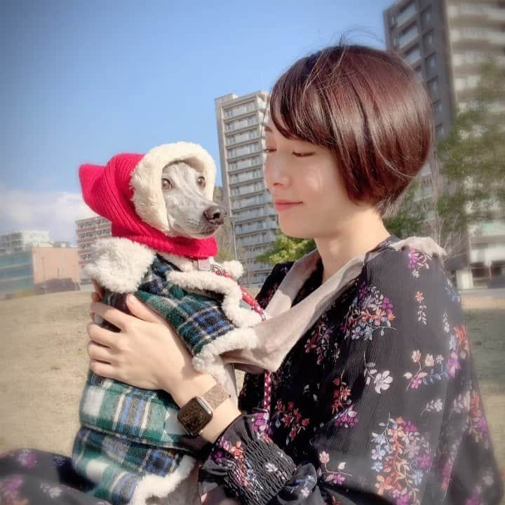 のインスタグラム：「* ******** I'm already 7years old, but to my mom I'm like a baby forever. * 2019年もあとわずか。 来年も、ハウルと私の何気ない日常をマイペースに投稿すると思いますが、変わらずお付き合い頂けると幸いです。 2020年が皆様にとって素晴らしい1年となりますように…🙏✨ 来年も宜しくお願い致します😊 * ******** #イタグレ#イタリアングレーハウンド#italiangreyhound#dogstagram#イタグレとの暮らし#iggysofinstagram#iggygram #iggylove#iggylife#犬のいる暮らし#イタグレ服#iggysoftheworld #iggysofinstagram #dogsofig #dogsofinstagram #プチプラコーデ #犬好きな人と繋がりたい#オシャレさんと繋がりたい#犬服ハンドメイド#リンクコーデ#おんせん県おおいた#プレママ#マタニティ」