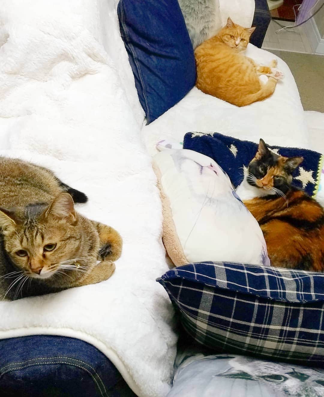 高口里純さんのインスタグラム写真 - (高口里純Instagram)「どこ行くの？  #猫#ニャンズ#ねこすたぐらむ  #cats#catstagram #pets」12月30日 18時03分 - takaguchijay