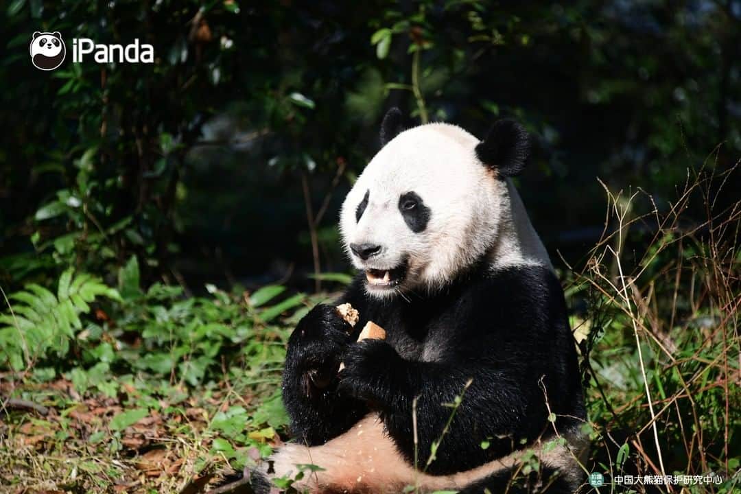 iPandaさんのインスタグラム写真 - (iPandaInstagram)「American-born giant panda Bei Bei returned to China on Nov. 21, 2019. After staying in quarantine for about a month, he moved into his new home at the Bifengxia panda base in Sichuan Province on Dec. 30, 2019. Currently, Bei Bei is in good health and getting accustomed to the environment and food in China. 🐼 🐾 🐼 #PandaNews #FriendshipMessenger #panda #ipanda #animal #pet #adorable #China #travel #pandababy #cute #photooftheday #Sichuan #cutepanda #animalphotography #cuteness #cutenessoverload #giantpanda」12月30日 18時30分 - ipandachannel