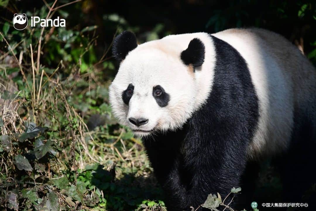 iPandaさんのインスタグラム写真 - (iPandaInstagram)「American-born giant panda Bei Bei returned to China on Nov. 21, 2019. After staying in quarantine for about a month, he moved into his new home at the Bifengxia panda base in Sichuan Province on Dec. 30, 2019. Currently, Bei Bei is in good health and getting accustomed to the environment and food in China. 🐼 🐾 🐼 #PandaNews #FriendshipMessenger #panda #ipanda #animal #pet #adorable #China #travel #pandababy #cute #photooftheday #Sichuan #cutepanda #animalphotography #cuteness #cutenessoverload #giantpanda」12月30日 18時30分 - ipandachannel