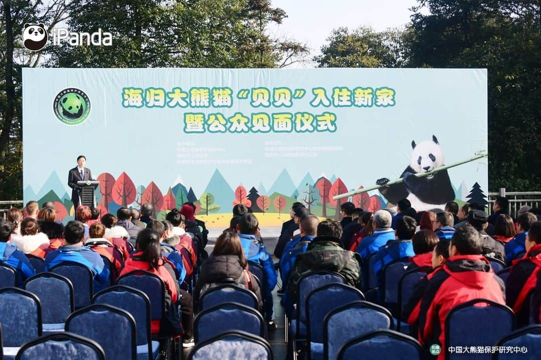 iPandaさんのインスタグラム写真 - (iPandaInstagram)「American-born giant panda Bei Bei returned to China on Nov. 21, 2019. After staying in quarantine for about a month, he moved into his new home at the Bifengxia panda base in Sichuan Province on Dec. 30, 2019. Currently, Bei Bei is in good health and getting accustomed to the environment and food in China. 🐼 🐾 🐼 #PandaNews #FriendshipMessenger #panda #ipanda #animal #pet #adorable #China #travel #pandababy #cute #photooftheday #Sichuan #cutepanda #animalphotography #cuteness #cutenessoverload #giantpanda」12月30日 18時30分 - ipandachannel