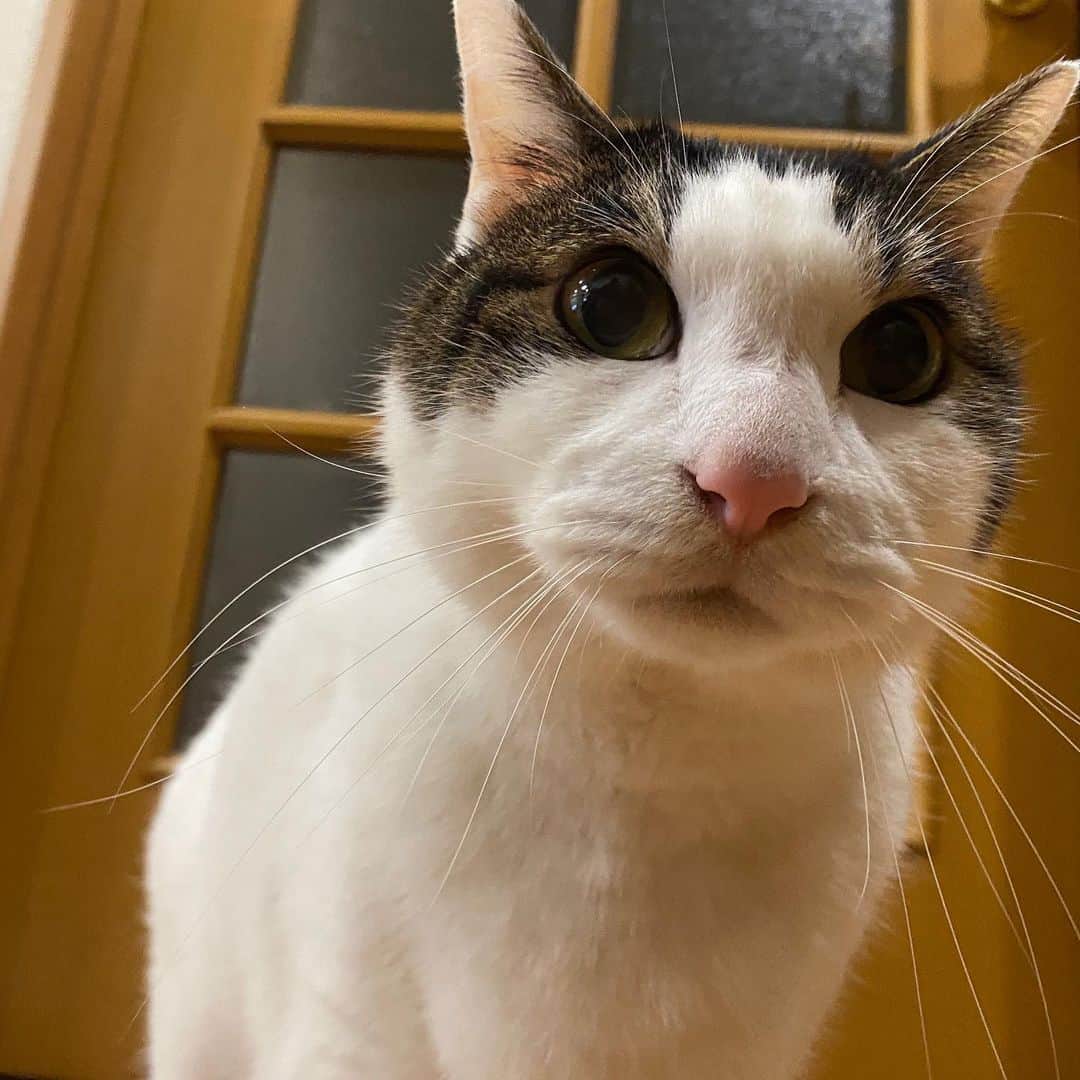 みずしな孝之のインスタグラム：「アシスタントのフジイさんが 年末年始に旅行に行くので、 飼い猫のながまさがウチに お泊まりに来ました（今年2回目）。 相変わらず全然慣れてくれない。顔がけわしい。」