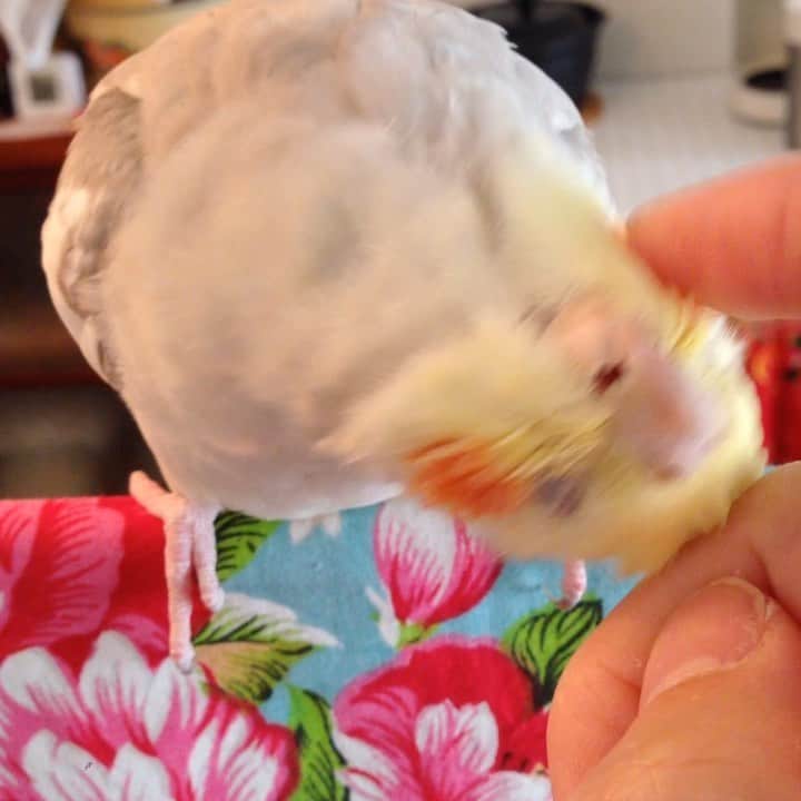 のインスタグラム：「カキカキ きもちぇぇ💛」