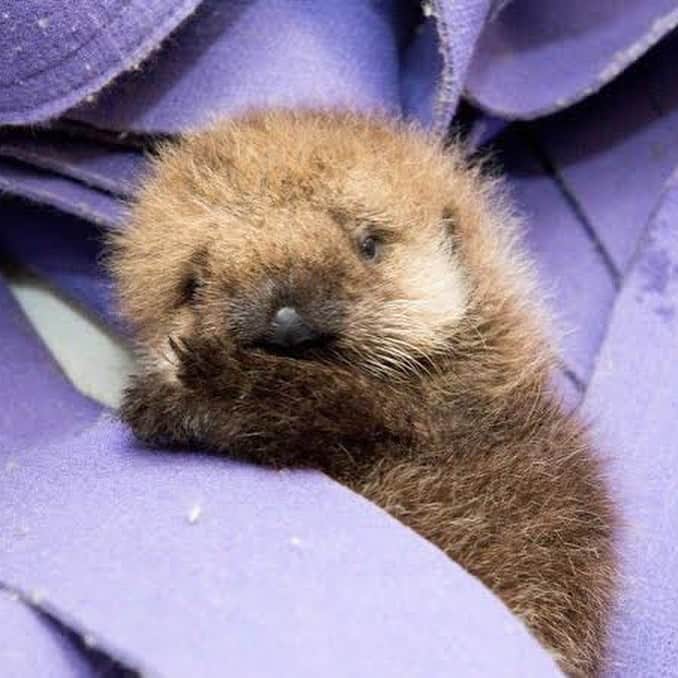 9GAGさんのインスタグラム写真 - (9GAGInstagram)「Fluffy baby sea otters to brighten your Monday 📸 yumesakana | TW - #fluff #seaotter #cute #9gag」12月30日 18時42分 - 9gag