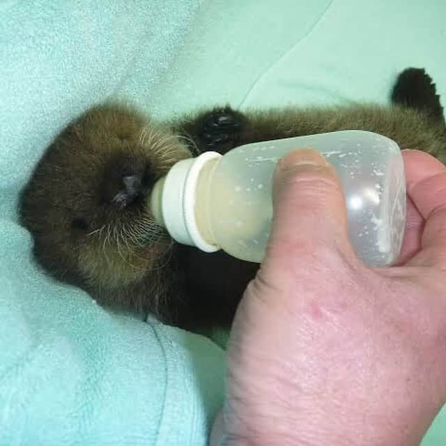 9GAGさんのインスタグラム写真 - (9GAGInstagram)「Fluffy baby sea otters to brighten your Monday 📸 yumesakana | TW - #fluff #seaotter #cute #9gag」12月30日 18時42分 - 9gag