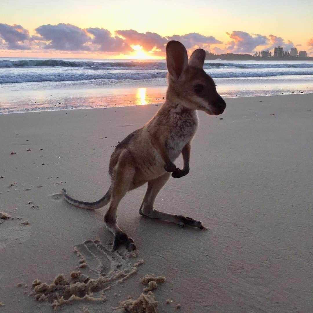 Australiaさんのインスタグラム写真 - (AustraliaInstagram)「⏳ We're counting down our favourite posts of 2019⏳  Little Carlos is our kinda beach babe 😍 @teganjames_ spent the morning on @visitsunshinecoast's #MooloolabaBeach with this cutie on their recent holiday, which made for this adorable scene. While it's not common to see wallabies hopping along the #beach in this part of @queensland, you'll certainly see clear water, golden sand and excellent seafood cafes. Go in for a swim or surf then refill your belly with a feast at the beachside @__threelittlestones__, @entice_mooloolaba or @crumbedornaked_mooloolaba.  #seeaustralia #thisisqueensland #visitsunshinecoast #animalkingdom #wildlifephotography」12月30日 19時00分 - australia
