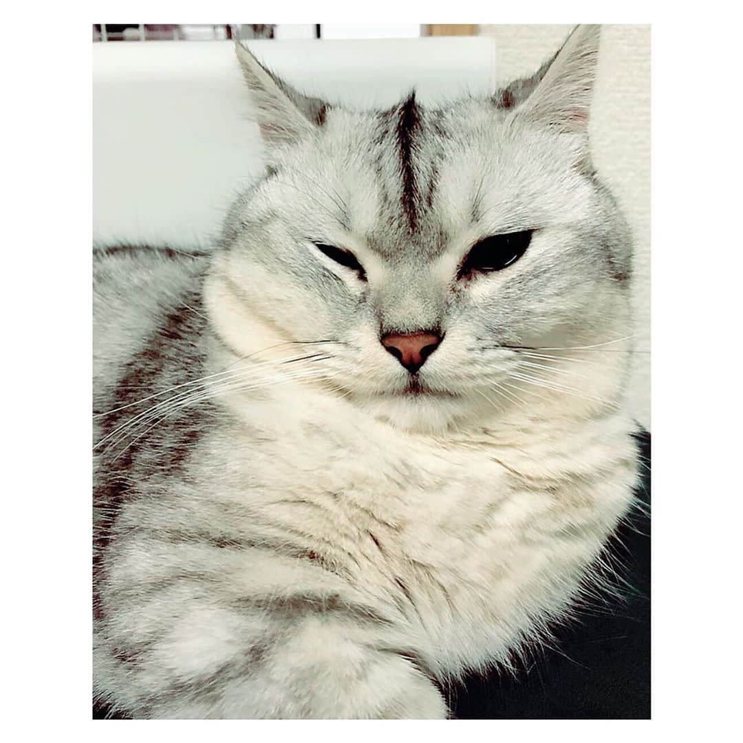 山谷花純さんのインスタグラム写真 - (山谷花純Instagram)「モヒカンスタイル。 皆さま、良いお年を。  #ミヌエット #まるとの生活 #猫がいる生活 #にゃんすたぐらむ」12月30日 19時18分 - kasuminwoooow