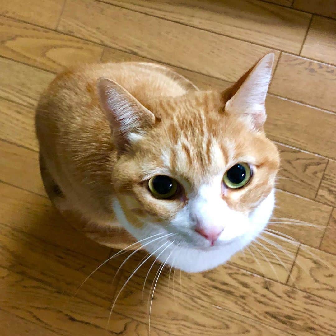 岩井勇気のインスタグラム：「上から愛猫モネ。」