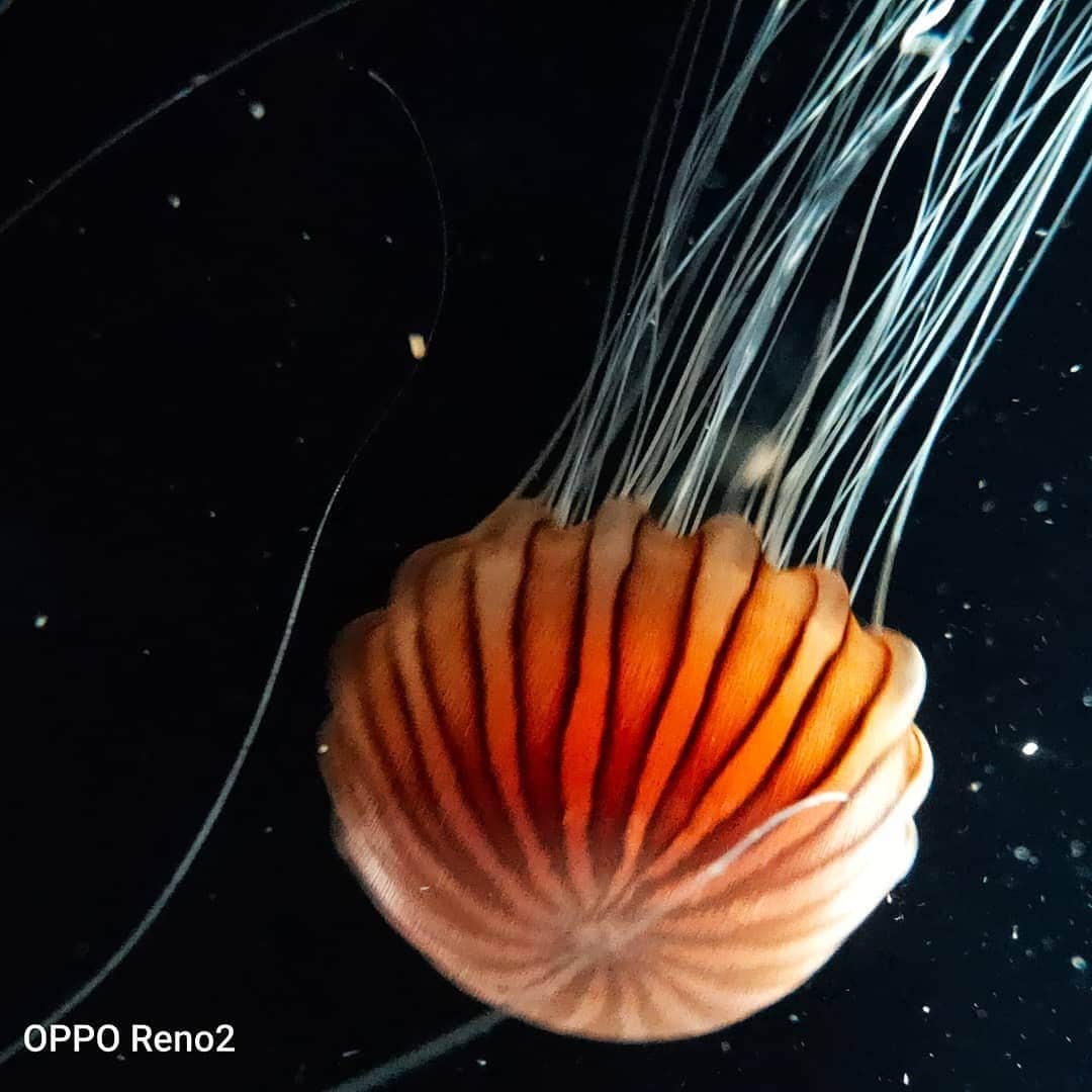 OPPOさんのインスタグラム写真 - (OPPOInstagram)「有別於拍攝陸地上的生物 海底生物的多彩顏色及無重力的姿態 一不小心就會陷入超療癒的海底世界 今天就讓我們跟著 #OPPO 手機 欣賞更多被微距鏡頭捕捉的海洋生物吧  1/3前IG公開發文  #OPPO微距新視界 + #OPPO手機型號 投稿微距鏡頭下的「海洋生物」就有機會拿到好禮喔 📍詳細活動資訊請見下方留言區  #OPPOReno2 #Reno2 #OPPOReno2Z #Reno2Z #OPPOReno10倍變焦版 #OPPO手機 #cellphone #微距 #手機 #攝影 #攝影師 #攝影日記 #大自然 #攝影日常 #攝影教學#photography #照片 #海洋 #ocean」12月30日 19時25分 - oppo_taiwan