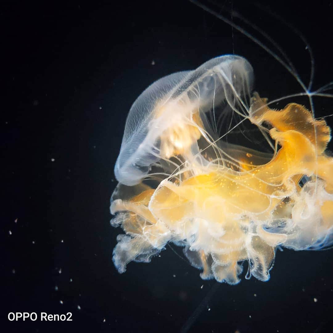 OPPOさんのインスタグラム写真 - (OPPOInstagram)「有別於拍攝陸地上的生物 海底生物的多彩顏色及無重力的姿態 一不小心就會陷入超療癒的海底世界 今天就讓我們跟著 #OPPO 手機 欣賞更多被微距鏡頭捕捉的海洋生物吧  1/3前IG公開發文  #OPPO微距新視界 + #OPPO手機型號 投稿微距鏡頭下的「海洋生物」就有機會拿到好禮喔 📍詳細活動資訊請見下方留言區  #OPPOReno2 #Reno2 #OPPOReno2Z #Reno2Z #OPPOReno10倍變焦版 #OPPO手機 #cellphone #微距 #手機 #攝影 #攝影師 #攝影日記 #大自然 #攝影日常 #攝影教學#photography #照片 #海洋 #ocean」12月30日 19時25分 - oppo_taiwan
