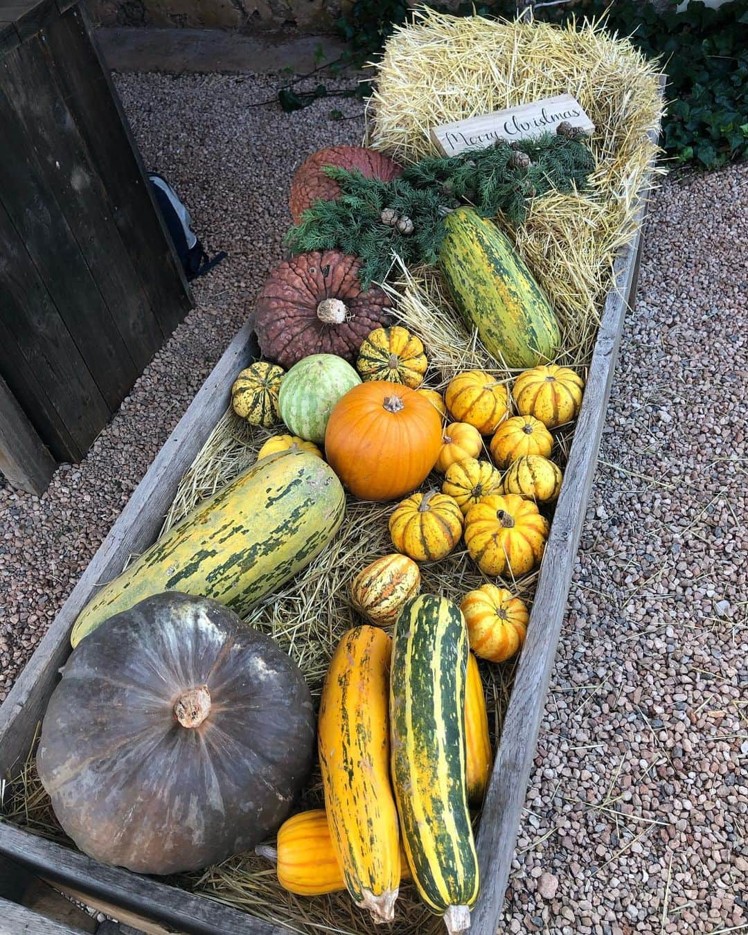 Jackson Harriesさんのインスタグラム写真 - (Jackson HarriesInstagram)「Christmas Harvest 🌶 🌽 🍅」12月30日 19時39分 - jackharries