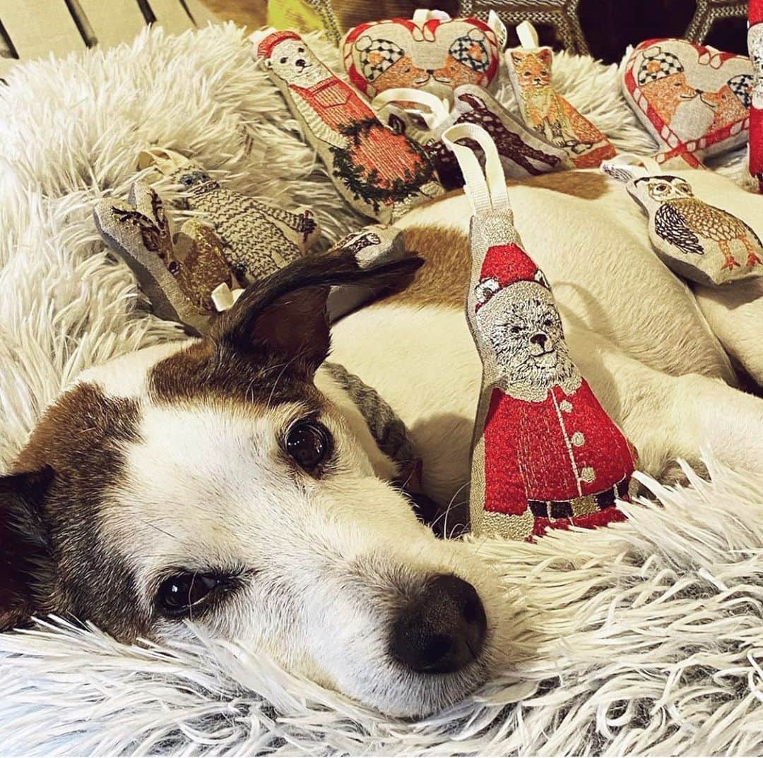 のインスタグラム：「Our final #CoralAndTuskPets round-up of the year is here! Today we are sharing holiday themed pics of your pets! Thank you to everyone who shared their photos, we love seeing your adorable furry friends with our designs. Scroll through for a little Christmas magic! We can’t wait to share more of your pet pics in the new year, remember to tag us #coralandtusk #coralandtuskinthewild 💖」