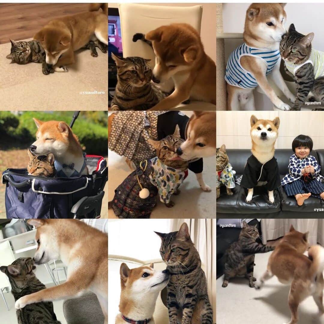 ゆうとろ（柴犬ゆうと猫のとろ）さんのインスタグラム写真 - (ゆうとろ（柴犬ゆうと猫のとろ）Instagram)「. 2019年の #bestnine です。 正月らしい着物姿が2枚♪ ほぼ #ゆうの重たい愛情シリーズ ばかりのランクインとなりました😂 今年もたくさんのいいねとコメントありがとうございました。 ゆうとろは来年5歳になります。 来年も引き続き、ゆうとろ三兄弟の成長を見守っていただけたら嬉しいです。 良いお年を🙋‍♀️ . Thank you for always reading my posts Thank you for your likes and follows.  Good luck with everything you do next year！ Yu🐶Toro🐱Ta-ta👶」12月30日 19時56分 - yuandtoro