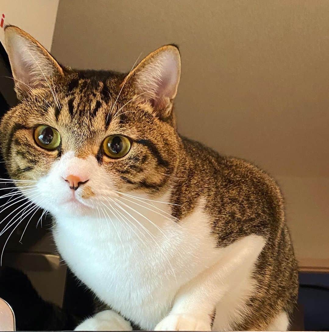 野本かりあのインスタグラム：「干支に猫年が無かったのを知ったかのようなルカの表情、頂きました😸 #lukarly #にゃんすたぐらむ #catstagram」