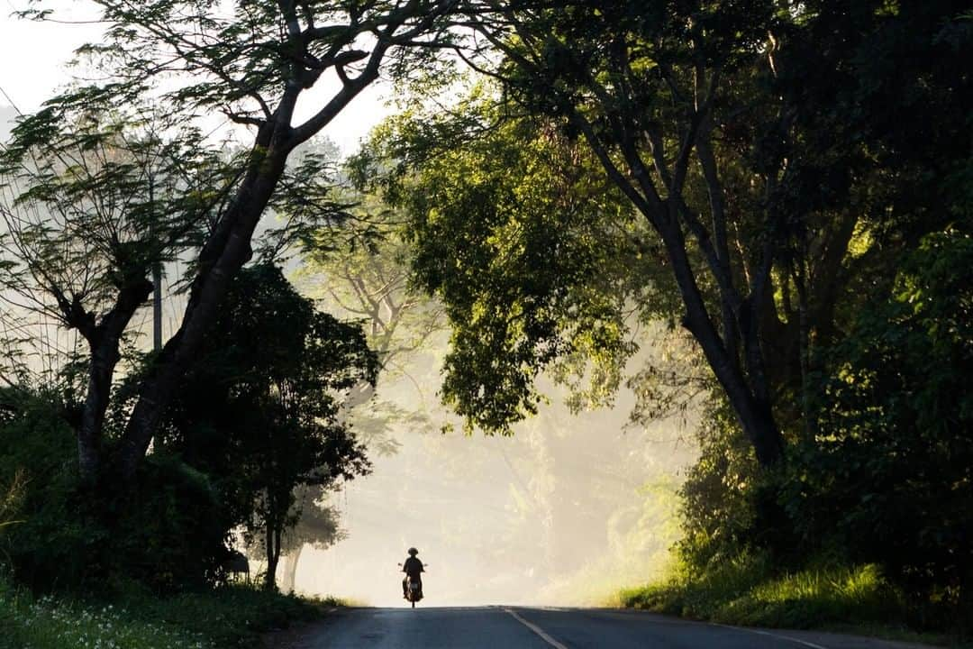 National Geographic Travelさんのインスタグラム写真 - (National Geographic TravelInstagram)「Photo by @amandamustard | A motorbike cruises among the lush, smoky mountains of Mae Wang National Park in northern Thailand. #thailand #roadtrip #maewang」12月30日 20時08分 - natgeotravel