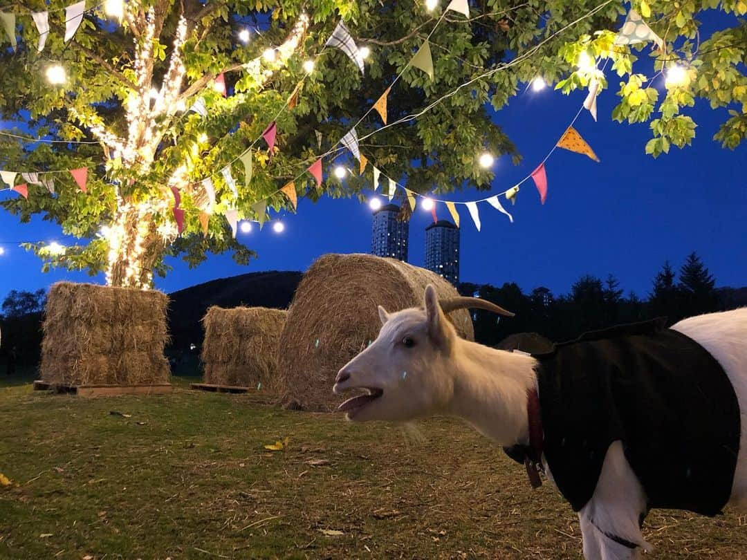 江川清音のインスタグラム：「星野リゾート トマム🌟﻿ ﻿ 1枚目……﻿ 夕方に仮装パーティーが行われていて﻿ ヤギたちがお迎えしてくれました🐐🐐🐐笑﻿ ﻿ 2~3枚目……﻿ 玉手箱のような夕食🍴💕﻿ 最近、食べられるお花流行ってるのですかね？🌼﻿ よく乗ってる気がする！﻿ ﻿ 4~8枚目……﻿ トマムと言えば、雲海☁️﻿ ですが、晴天に☀️﻿ 普段なら嬉しいんだけどな😅笑﻿ ﻿ 朝焼けから朝陽まで美しい〜❤️﻿ ﻿ 雲海マショマロを飲み物の上にのせるのですが﻿ 入れ方間違えた図ww﻿ せっかく雲の形してたのに🤣💦💦﻿ ﻿ 9枚目……﻿ 霜柱がとっても長くて5cmくらい？❄﻿ 私も初めて見る長さでした💨💨﻿ ﻿ ﻿ #空好き #雲の部屋 #雲スイート #﻿雲海テラス #星野リゾート #星野リゾートトマム #仮装パーティー #ヤギ #オットセッテトマム #イタリア料理 #霜柱 朝陽 #朝焼け」