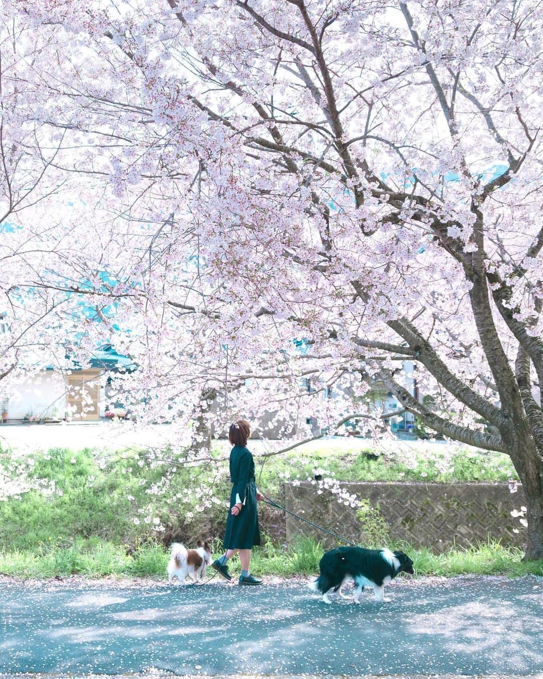 sorayuchiのインスタグラム：「the end of year ・ 2019年はソラマメも一緒に旅をしたりたくさん皆さんに遊んでもらえて、すごく幸せな1年でした𖧷 ・ 2020年もたくさん皆さんにお会いしたいので、来年もソラ家をよろしくお願いいたします⁂ت  よいお年を☽  ゆち𓅿」