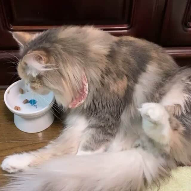 猫壱（ねこいち•ネコイチ）のインスタグラム