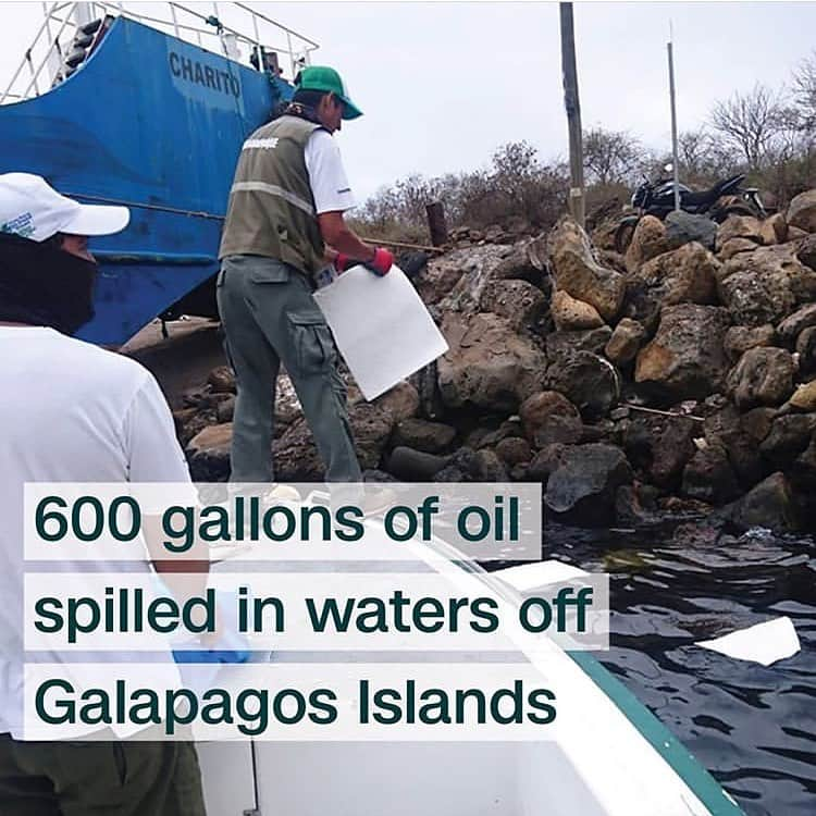 レオナルド・ディカプリオさんのインスタグラム写真 - (レオナルド・ディカプリオInstagram)「#Regram #RG @cnnclimate: Emergency teams in the Galapagos Islands are working to contain a 600-gallon oil spill after a cargo vessel overturned while being loaded with containers early Sunday, local officials said on Twitter. The Galapagos, a UNESCO World Heritage site, are home to some of the most unique and scientifically significant ecosystems on earth. It is part of Ecuador and located hundreds of miles off the country’s coast. (📸: Parque Galapagos Twitter)」12月30日 20時58分 - leonardodicaprio