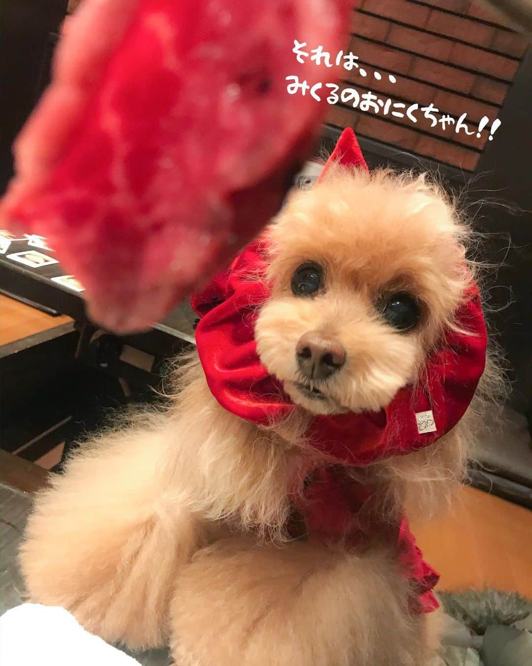 Toypoodle Mikuru?Asakusa Tokyoのインスタグラム