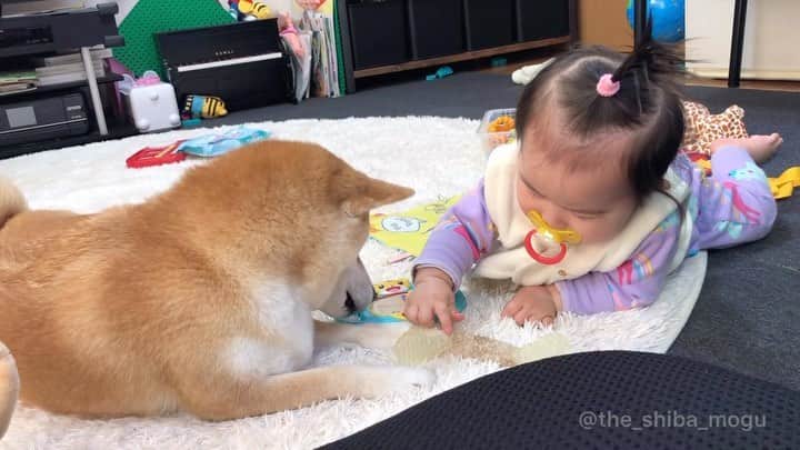 Moguのインスタグラム：「. お互いヒトのおもちゃに興味があるなの。 #なかよし #平和 . @the_shiba_mogu  #柴犬 #shibainu #shiba#赤柴 #redshiba#犬 #dog#しばいぬ#nannydog#犬と子供#子供と犬#柴犬と子供#柴#赤ちゃんと犬#犬と赤ちゃん#柴犬と赤ちゃん#赤ちゃんと柴犬#柴犬のいる暮らし#子守犬」