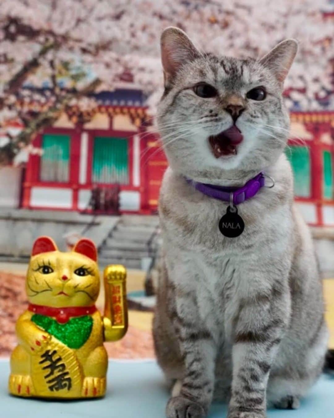 のインスタグラム：「@nala_cat wants to remind you that tomorrow(12/31) is the last day to enter our Ultimate Cat Lover Sweepstakes for a vacation in Japan! If you entered it before, you can enter again! Best of luck! Link in bio. 😸🎌💮#sweepstakes」