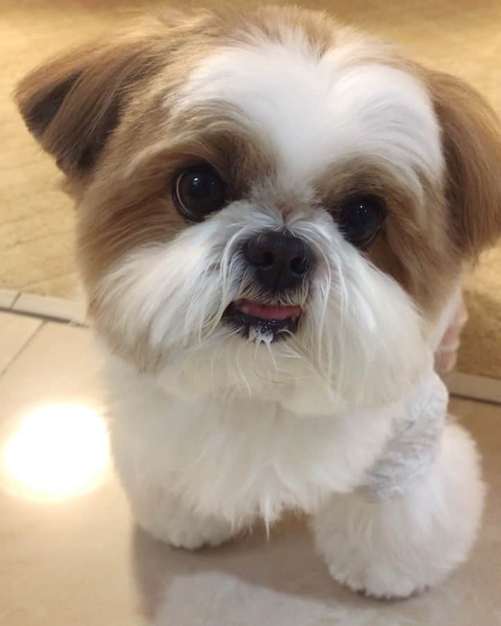 水嶋はちのインスタグラム：「This tastes amazing!🐶💓💓 * * おいしく食べているボクです。  大切な家族とおしゃべりしながら、焼きたてのお肉を頬張る幸せ。それは、ボクにとってかけがえのない贅沢な時間です❤️ みなさん、今年もボクを見てくださり、たくさんのいいねとコメントをいただきほんとうにありがとうございました☺️🐶💖 新しい年も皆さんにとって明るく穏やかな一年になりますように✨✨ * *  #はち #HACHI #シーズー大好き部」