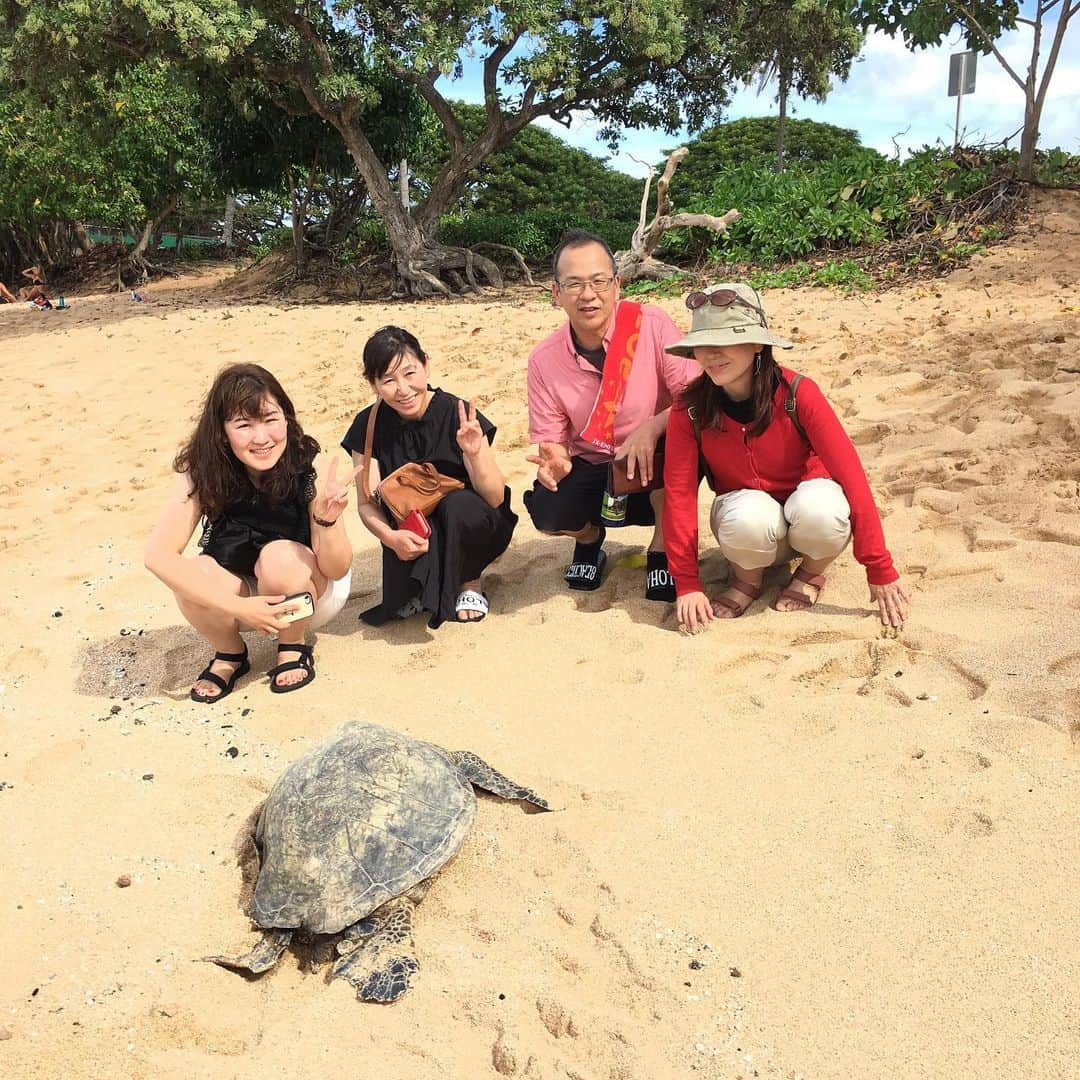 kawaiihawaiitourさんのインスタグラム写真 - (kawaiihawaiitourInstagram)「カワイイ・ハワイ・ツアーのどこでもツアーでは、ハレイワでカメにであえちゃいます😄🤙 当社では、お客様が行きたいところを自由に選んでもらって好きなようにツアーが回れます‼️ -------------------------------------------- ❤️Kawaii Hawai'i Tour / カワイイ・ハワイ・ツアー ❤️✨🌈プラン🌈✨ (ハワイ州政府公認会社 PUC 497-C) ✔︎日本人経営 日本人ガイド付きツアーなので安心️🏝✨😎👍🏽 ✔︎あなただけのオリジナルツアーが作れます ✔︎初ハワイ満喫コース、オススメスケジュールご用意しています‼︎ ✔︎ガイドブック派？それともローカル体験派？ ✔︎なんでもご相談下さい 💁🏽‍♂️💁🏽☀️🏝✨😎👍🏽 ✔︎お写真もたくさんお撮りします🤳 ------------------------------------------- お客様の笑顔が私達の笑顔をモットーにツアーをさせてもらっています🚙🚖🚘 ------------------------------------------- #ハワイ #hawaii #カワイイハワイハワイツアー #kawaiihawaiitour #ハワイどこでもツアー #ハワイ貸し切りツアー #ハワイツアー #ハワイオプショナルツアー #ハワイチャーターツアー  #インスタ映え#天国の海  #ラニカイビーチ #ピルボックス #ピンクピルボックス  #ハワイウェディングフォト #ハワイハネムーン #ハワイ挙式  #ハレイワ #カイルア  #アウラニディズニー #カカアコ #カカアコウォールアート #フォトジェニック #ファインダー #ハワイ旅行#この木なんの木#ファインダー越しの私の世界  #ハワイ女子旅 #カメ#Haleiwa」12月31日 9時16分 - kawaiihawaiitour