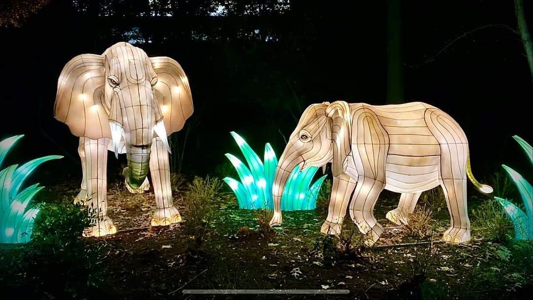 スミソニアン国立動物園さんのインスタグラム写真 - (スミソニアン国立動物園Instagram)「✨🐯❄️As the sun sets at the Zoo, a safari of curious creatures awaits you—from an African elephant waving 'hello' to a chameleon catching his next meal. Don't miss these and dozens more 3-D glowing wildlife sculptures at ZooLights, powered by Pepco, tonight and Jan. 1! ✨🦁🐼」12月31日 9時18分 - smithsonianzoo