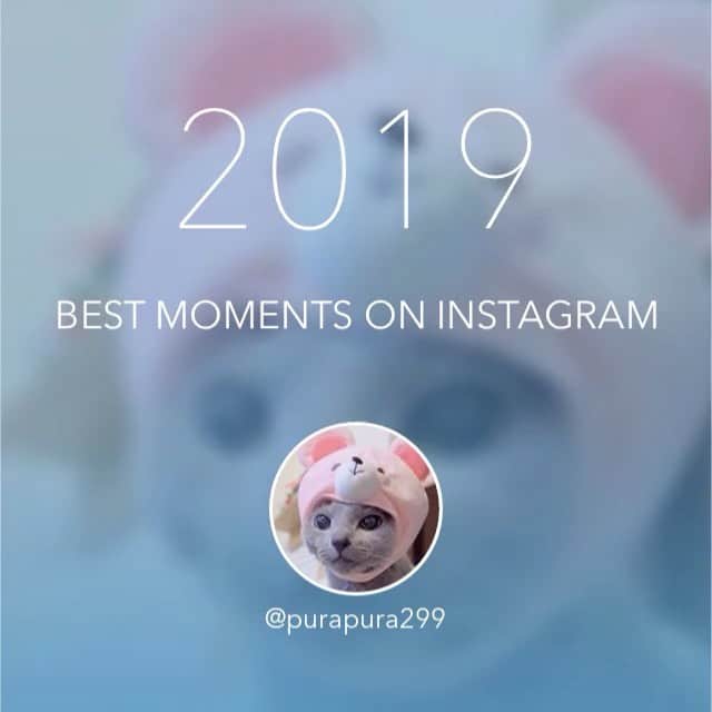 Toypoodle Mikuru?Asakusa Tokyoのインスタグラム：「20191231 Tuesday. 今日で今年も終わりだね。 明日は来年なんだよ。  怒涛の一年だったね、、、 みきゅるん😌  #bestmoment #ベストモーメント #バイバイ2019  #toypoodle#poodle#poodle_playoffs#みくるん#トイプードル#プードル#タイニープードル#ふわもこ部#犬バカ部#ワンコなしでは生きて行けません会#貴婦狗 #東京トイプードル #朝ワンコ夕ニャンコ#asknowasdewan#dogsofinstagram#instadog#dog#igersjp#todayswanko#east_dog_japan#inutokyo#cutedog#purapurafamily @i.am.mikuru #토이푸들 #浅草」