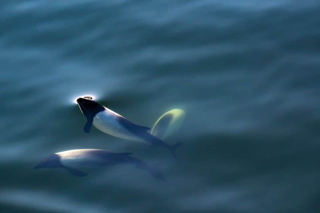 National Geographic Travelさんのインスタグラム写真 - (National Geographic TravelInstagram)「Photo by @KristaRossow | I recently traveled via ship to Stanley, the capital of the Falkland Islands (Islas Malvinas), and I was welcomed into the harbor by playful Commerson’s dolphins. They are called panda dolphins due to their distinct black-and-white coloring. Follow me @KristaRossow for more images from around the world.」12月31日 10時04分 - natgeotravel