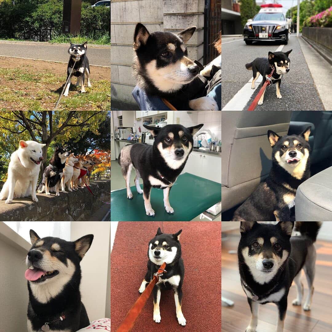 vo_coのインスタグラム：「#2019bestnine  2019年、お疲れ様でした&ありがとうございました！ 小僧の世話と仕事に忙殺されてこたつにあんまり構ってやれてなかったからか、イヤイヤさんが3枚ノミネートです😅 2020年もよろしくお願い致します！ #shibastagram #instashiba #shiba #shibainu #黒柴 #柴犬」