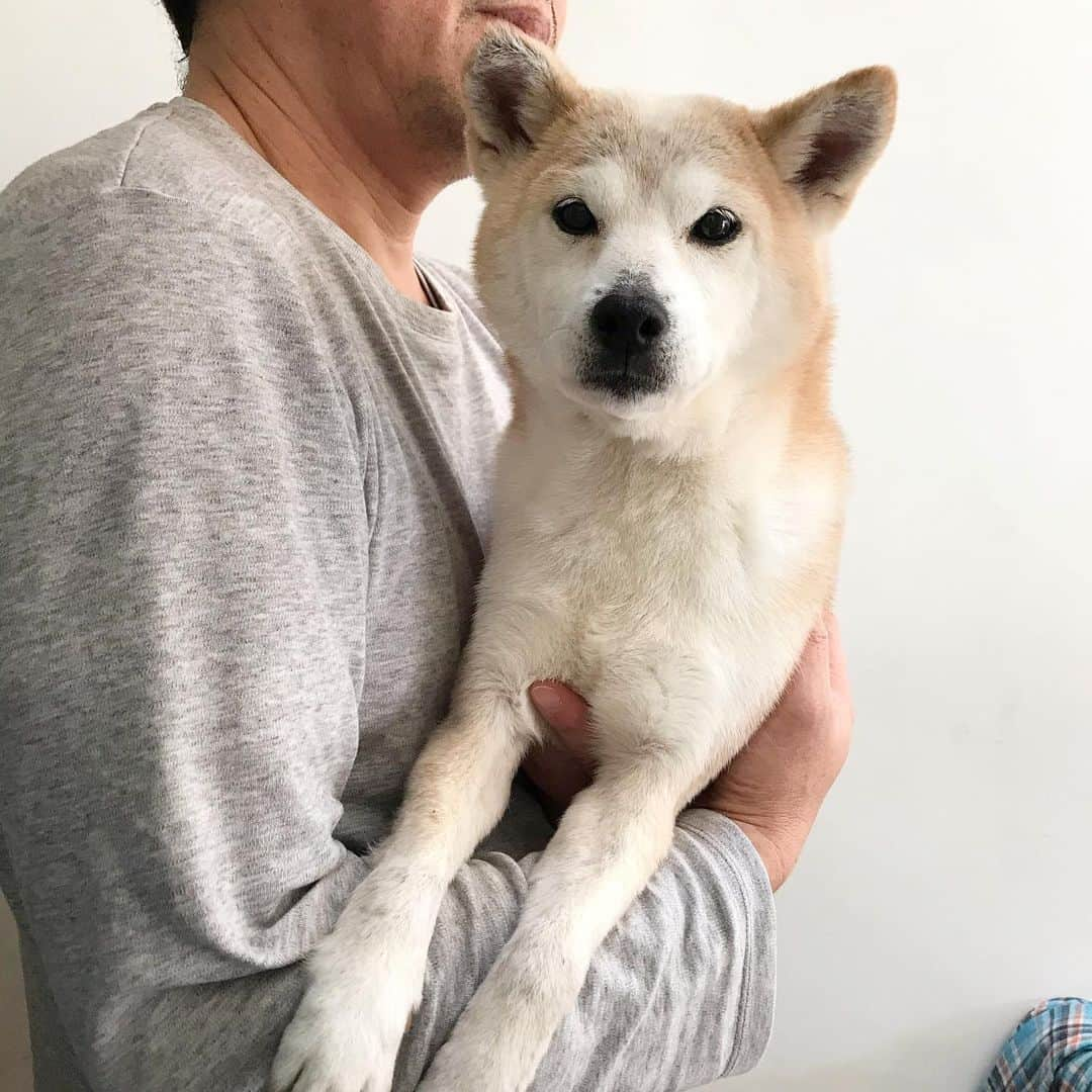 柴犬リリコさんのインスタグラム写真 - (柴犬リリコInstagram)「New year's eve shampoo 🧼🛀🧴 今年最後のお風呂に連行されるの巻🐶💦 #目は口ほどに物を言う  #目力」12月31日 10時20分 - ke_rock_