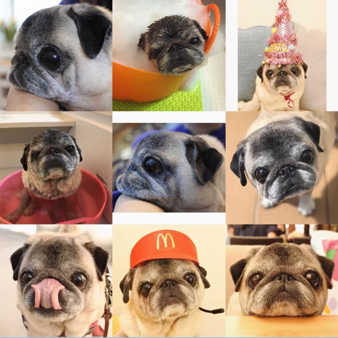 八兵衛のインスタグラム：「2019 best nine 📷 Thank you for your likes & comments 🐶☺️🙏❤️❤️❤️ * * 今年も お付き合いいただき どうもありがとうございました🙇🏻‍♀️❤️ みなさま良いお年をお迎えください🎍 * *  #ほぼ黒パグ #おじいちゃん犬 #pug #puggy #puglife #puglove #petstagram #pugstagram #pugsofinstagram #pugs #dog #ふわもこ部  @igersjp #IGersJP #east_dog_japan #pecoイヌ部 #八兵衛 #はちべえ #朝ワンコ夕ニャンコ」
