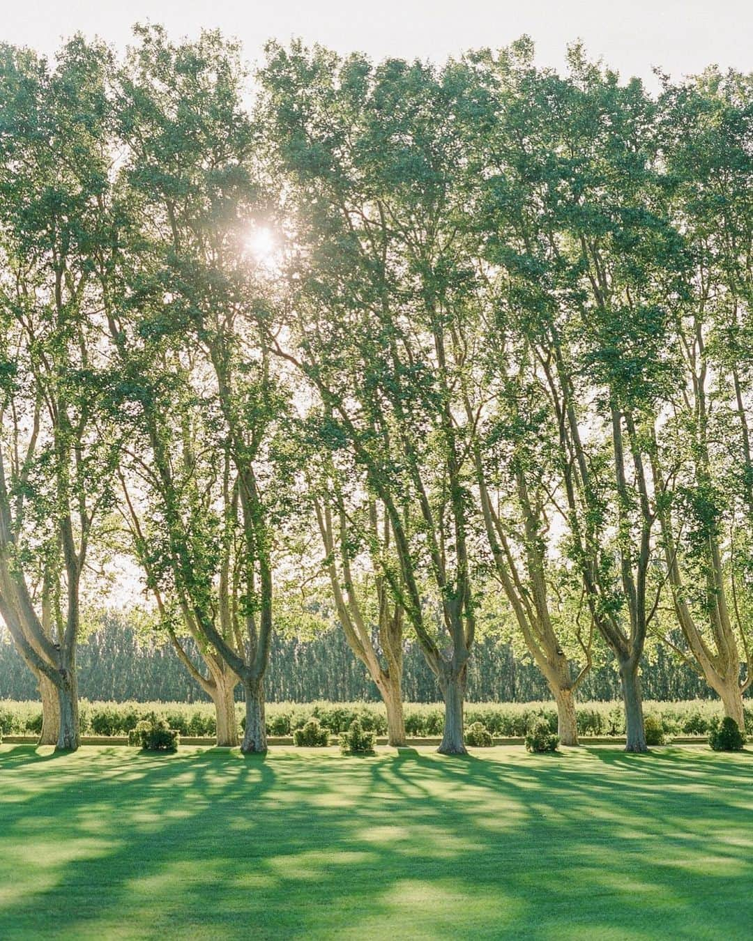 メリル・デイヴィスさんのインスタグラム写真 - (メリル・デイヴィスInstagram)「🌳 “One must maintain a little bit of summer, even in the middle of winter.” -Thoreau @oliverflyphotography」12月31日 1時45分 - meryledavis