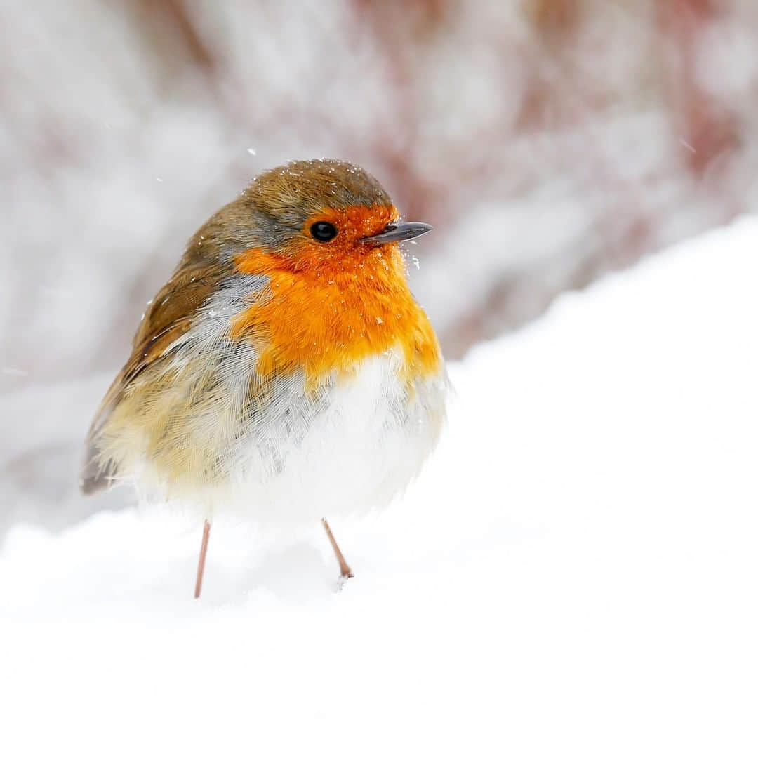 アニマルプラネットさんのインスタグラム写真 - (アニマルプラネットInstagram)「Have you ever seen a drunk robin? Well...they get lit! Robins will flock to fermented berries and ingesting too much will get the robin to exhibit drunk behaviors such as falling over while walking. No drinking and flying! 🚫 . . . . . . #animalplanetupclose #animalsofinstagram #animalplanet #animaloftheday #wild #wildlife #outdoors #animals #wildanimals #conservation #nature #animallovers #instanature #wildgeography」12月31日 2時00分 - animalplanet