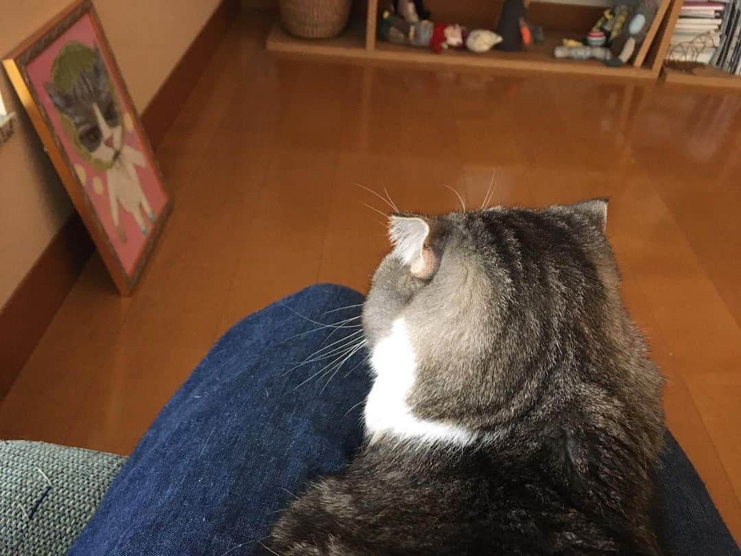 ミツバ&フックのインスタグラム：「温かい #ilovecat」