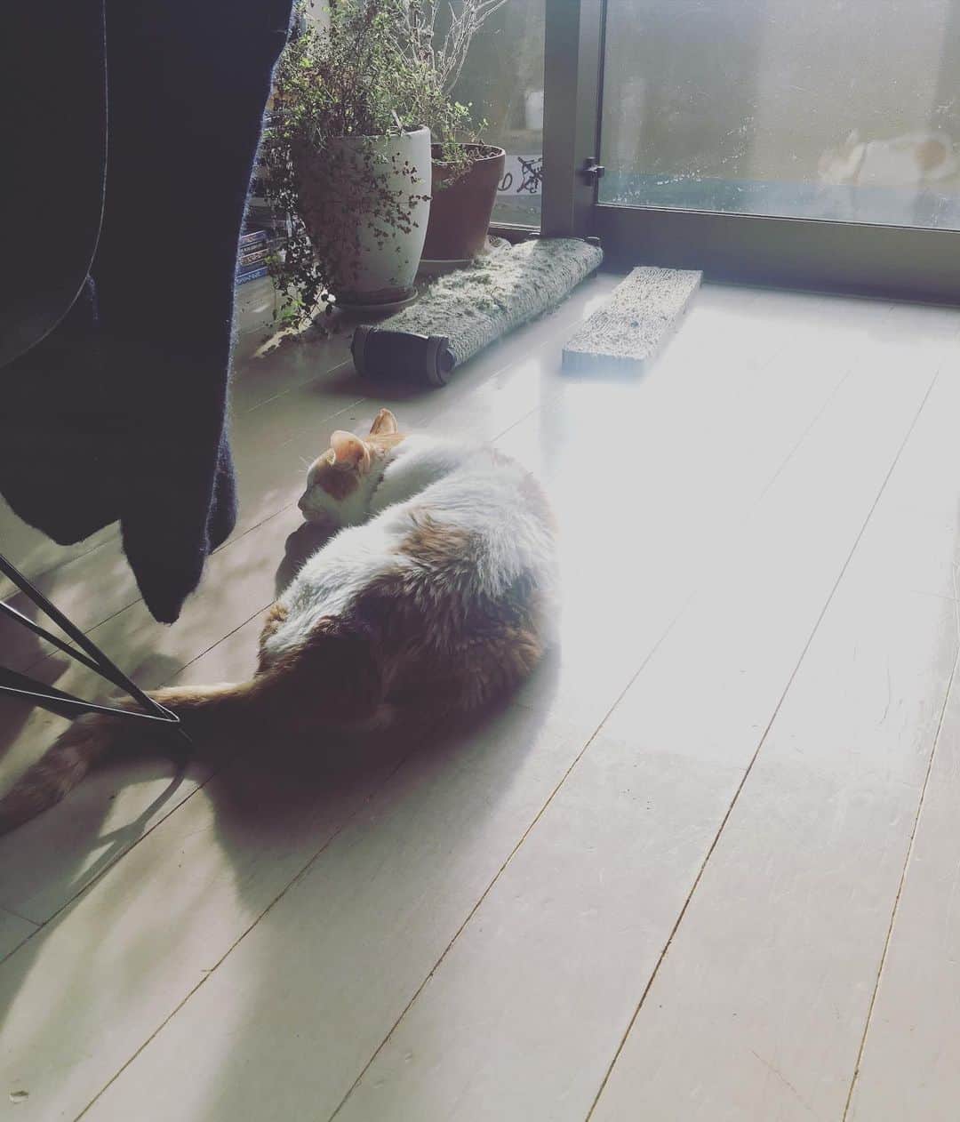 のインスタグラム：「今日もイオは幸せそうだった。  そして私も幸せだった。  #猫沢イオ」