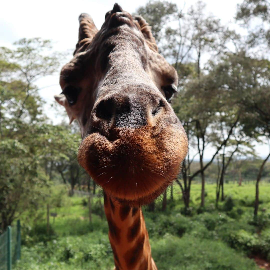 マリッサ・キャステリさんのインスタグラム写真 - (マリッサ・キャステリInstagram)「Today was amazing! We went to the David Sheldrick Elephant Orphanage and the Giraffe Center. Loved seeing these beautiful animals up close. . . . . . *#sheldrickelephantorphanage #giraffecentre #africa #nairobikenya #nopoaching #banivorytrade」12月31日 3時00分 - marissacastelli