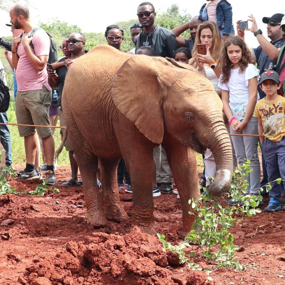 マリッサ・キャステリさんのインスタグラム写真 - (マリッサ・キャステリInstagram)「Today was amazing! We went to the David Sheldrick Elephant Orphanage and the Giraffe Center. Loved seeing these beautiful animals up close. . . . . . *#sheldrickelephantorphanage #giraffecentre #africa #nairobikenya #nopoaching #banivorytrade」12月31日 3時00分 - marissacastelli