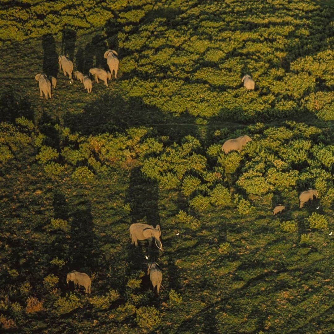 National Geographic Travelさんのインスタグラム写真 - (National Geographic TravelInstagram)「Photo by George Steinmetz @geosteinmetz | An extended family of elephants makes its way to a morning swim in Amboseli National Park, Kenya, where they are well protected. The worldwide ban on the ivory trade has allowed Kenya's elephant population to rebound. To explore more of our world from above, follow @geosteinmetz.」12月31日 3時02分 - natgeotravel