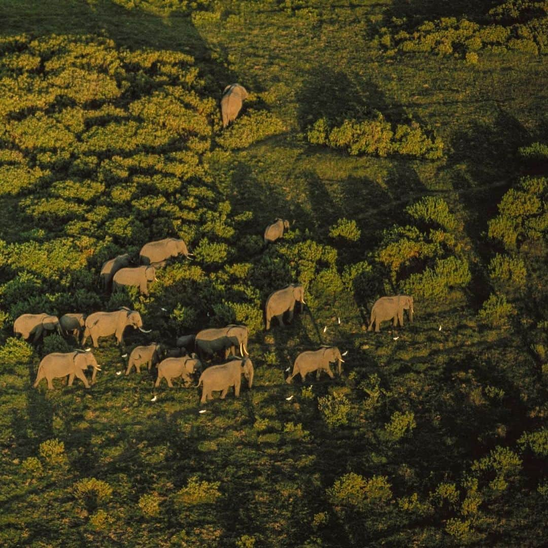 National Geographic Travelさんのインスタグラム写真 - (National Geographic TravelInstagram)「Photo by George Steinmetz @geosteinmetz | An extended family of elephants makes its way to a morning swim in Amboseli National Park, Kenya, where they are well protected. The worldwide ban on the ivory trade has allowed Kenya's elephant population to rebound. To explore more of our world from above, follow @geosteinmetz.」12月31日 3時02分 - natgeotravel