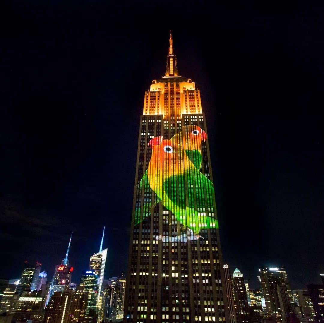 TED Talksのインスタグラム：「Travis Threlkel paints in light. His canvas: the largest buildings he can find. In 2015, he turned the Empire State Building into a massive movie screen for giant projections of leopards, tigers, golden tamarinds, honeybees, and more as part of a promotion for the film Racing Extinction. “In order to capture people’s attention, you have to hijack imaginations by doing something that people have not seen before,” Travis says. Visit the link in our bio to learn more about his work. #nyc  Photo courtesy of Travis Threlkel」