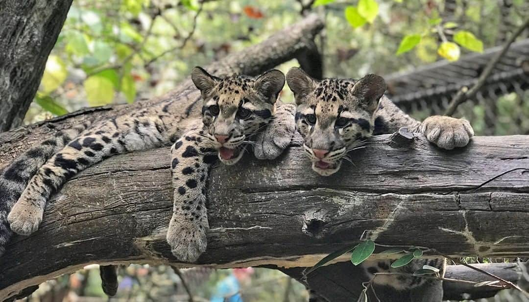 スミソニアン国立動物園さんのインスタグラム写真 - (スミソニアン国立動物園Instagram)「There was a lot to celebrate in 2019, including the birth of a Guam kingfisher, one of the most endangered birds in the world! 🐣 For the first time, we also welcomed two clouded leopard cubs to the Zoo. Check out more of the conservation success stories we celebrated 🎉 this year on our website: https://s.si.edu/2Q1wM5j #WeSaveSpecies #EarthOptimism」12月31日 4時20分 - smithsonianzoo