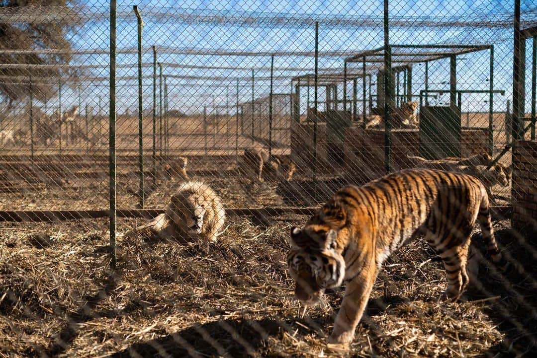 のインスタグラム：「Photos by @nicholesobecki | For this National Geographic investigation writer @rachelfobar and I were invited to Pienika, one of South Africa’s controversial lion breeding farms that also offers sport hunts. The farm’s owner, Jan Steinman, and his staff have been charged with violating the Animals Protection Act 71 of 1962, which prohibits keeping animals in “dirty or parasitic condition,” allowing them “to become infested with external parasites,” and failing to “procure veterinary or other medical treatment” for an ailing animal. Lions are only one of dozens of species kept on Pienika, including other predators in enclosures: caged Bengal tigers, Siberian tigers, snow tigers, hyenas, lynx, mountain lions, and leopards, as well as ostriches, giraffes, rhinos, and water buffalo that roam more freely. Conservationists say the situation at Pienika Farm is not an isolated incident, and animals are likely languishing in poor conditions around the country every day, fueled by South Africa’s thriving captive predator industry. Follow me @nicholesobecki for updates, outtakes, and more. Story link in my bio. #lion #southafrica #fallenpride」