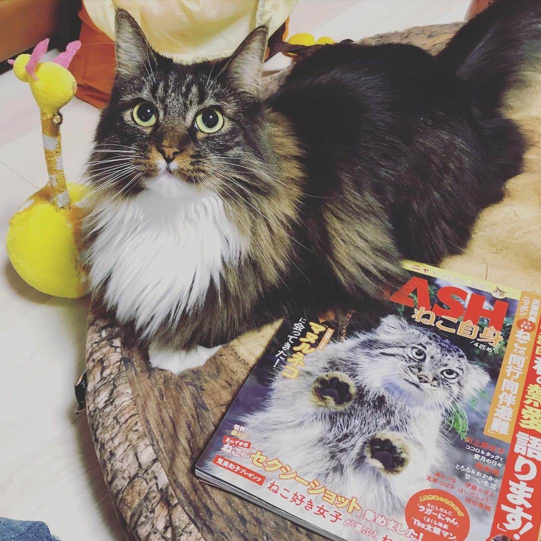 キンタロー。のインスタグラム