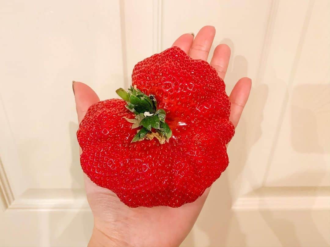 松山愛里のインスタグラム：「🍓 私の大好物のいちごを父がたくさん買ってきてくれてたのだけど、その中にこんなに大きないちごが！！！ 福岡に帰省してます〜👨‍👩‍👧‍👧🐩 #おばけいちご#小さい頃は姉と争奪戦#甘くて美味しいよ#ここまで大きいのは初めて」