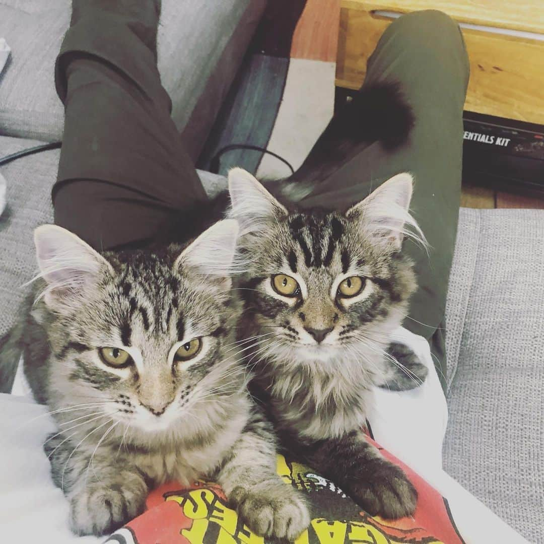 エイサ・バターフィールドさんのインスタグラム写真 - (エイサ・バターフィールドInstagram)「The kittens become the cats.」12月31日 6時12分 - asabopp