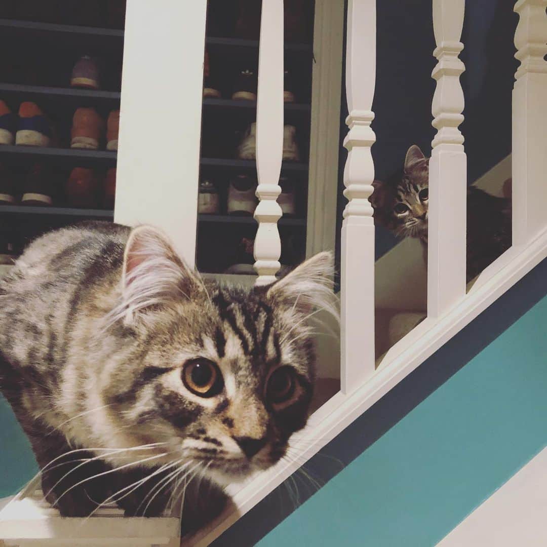 エイサ・バターフィールドのインスタグラム：「The kittens become the cats.」